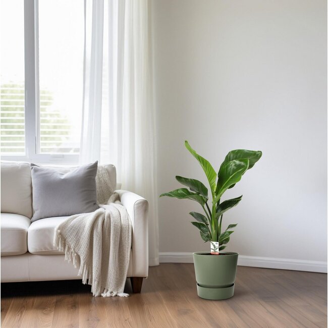 Strelitzia Nicolai Zimmerpflanze 70 cm Topfmaß 17 cm