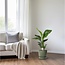 Strelitzia Nicolai kamerplant 70 cm potmaat 17 cm