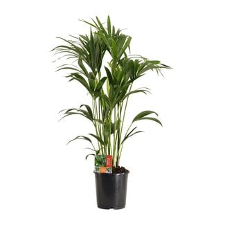 Koning Bamboe Howea Forsteriana houseplant 120 cm