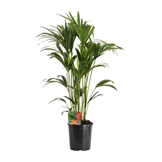 Koning Bamboe Howea Forsteriana Zimmerpflanze 120 cm