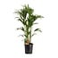 Howea Forsteriana houseplant 120 cm pot size 24 cm