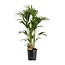 Howea Forsteriana kamerplant 120 cm potmaat 24 cm