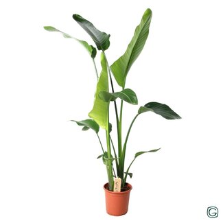 Koning Bamboe Strelitzia Nicolai kamerplant 100 cm