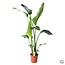 Strelitzia Nicolai kamerplant 100 cm potmaat 21 cm