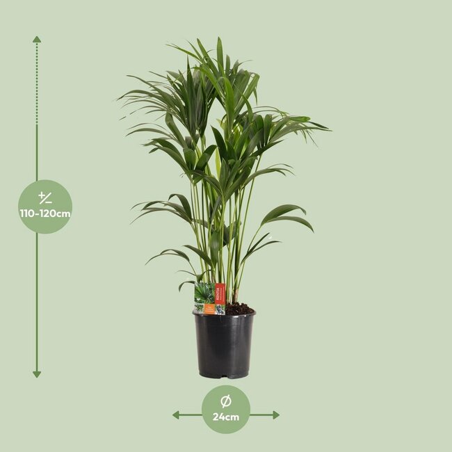 Howea Forsteriana kamerplant 120 cm potmaat 24 cm