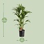 Howea Forsteriana kamerplant 120 cm potmaat 24 cm