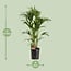 Howea Forsteriana Zimmerpflanze 120 cm Topfmaß 24 cm