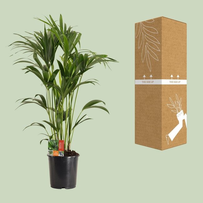Howea Forsteriana houseplant 120 cm pot size 24 cm