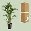 Howea Forsteriana houseplant 120 cm pot size 24 cm