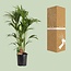 Howea Forsteriana kamerplant 120 cm potmaat 24 cm