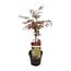 Acer palm. Garnet garden plant 55 cm pot size 19 cm