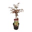 Acer palm. Garnet tuinplant 55 cm potmaat 19 cm