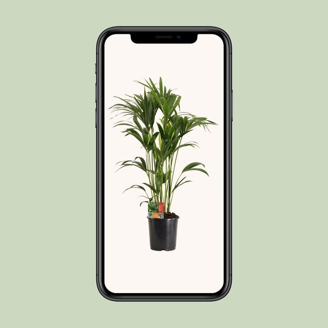 Howea Forsteriana houseplant 120 cm pot size 24 cm