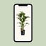 Howea Forsteriana houseplant 120 cm pot size 24 cm