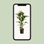 Howea Forsteriana kamerplant 120 cm potmaat 24 cm