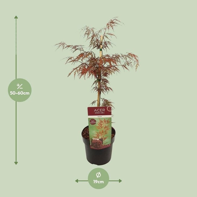 Acer palm. Garnet garden plant 55 cm pot size 19 cm