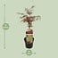 Acer palm. Garnet garden plant 55 cm pot size 19 cm
