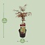 Acer palm. Garnet Gartenpflanze 55 cm Topfmaß 19 cm