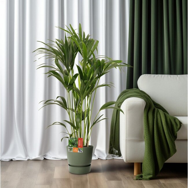 Howea Forsteriana Zimmerpflanze 120 cm Topfmaß 24 cm