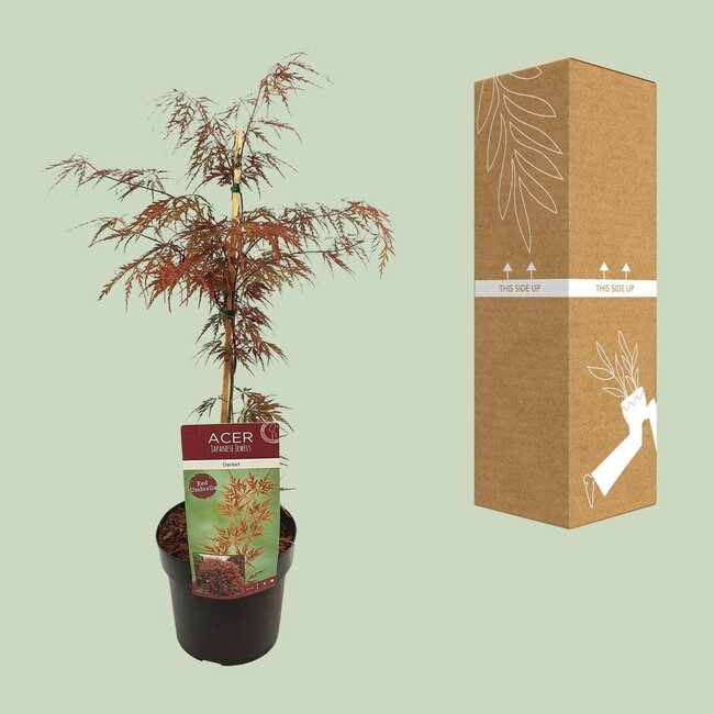 Acer palm. Garnet garden plant 55 cm pot size 19 cm