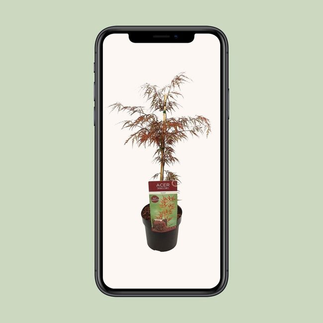 Acer palm. Garnet tuinplant 55 cm potmaat 19 cm