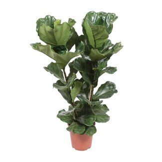 Koning Bamboe Ficus Lyrata kamerplant 100 cm