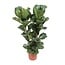 Ficus Lyrata houseplant 100 cm pot size 27 cm