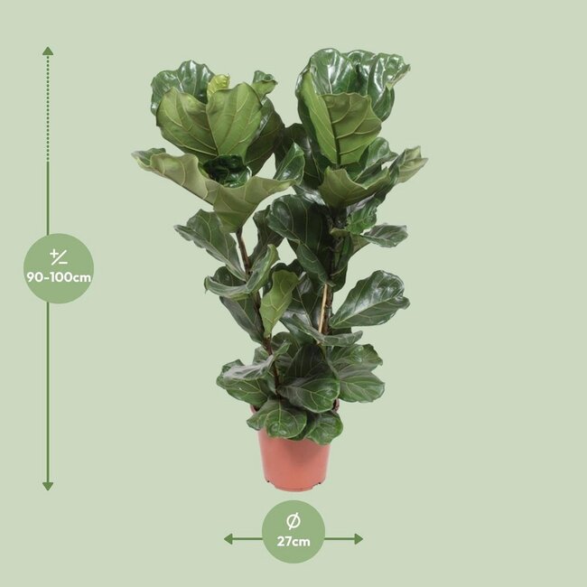 Ficus Lyrata kamerplant 100 cm potmaat 27 cm