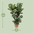 Ficus Lyrata Zimmerpflanze 100 cm Topfmaß 27 cm