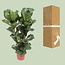Ficus Lyrata kamerplant 100 cm potmaat 27 cm