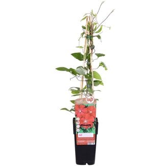 Koning Bamboe Clematis Hagley Hybrid Clematis garden plant 65 cm