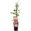 Clematis Hagley Hybrid Clematis garden plant 65 cm pot size 15 cm