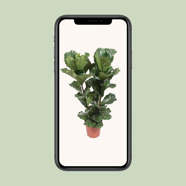 Ficus Lyrata kamerplant 100 cm potmaat 27 cm