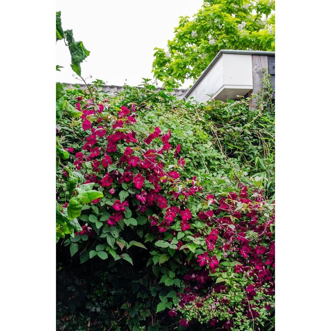 Clematis Hagley Hybrid Clematis tuinplant 65 cm potmaat 15 cm