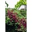 Clematis Hagley Hybrid Clematis garden plant 65 cm pot size 15 cm
