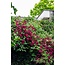 Clematis Hagley Hybrid Clematis tuinplant 65 cm potmaat 15 cm