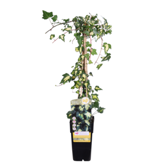 Koning Bamboe Hedera colchica Dentata Variegata garden plant 65 cm