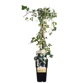 Koning Bamboe Hedera colchica Dentata Variegata tuinplant 65 cm