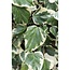 Hedera colchica Dentata Variegata garden plant 65 cm pot size 15 cm