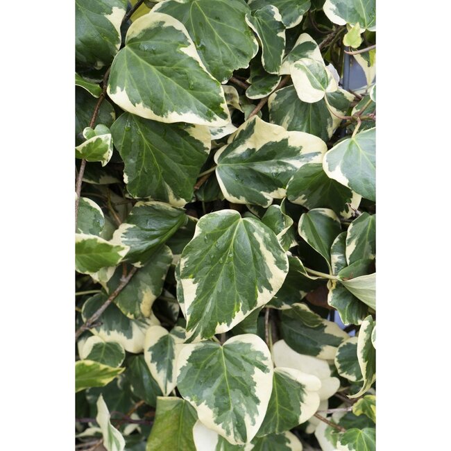 Hedera colchica Dentata Variegata garden plant 65 cm pot size 15 cm