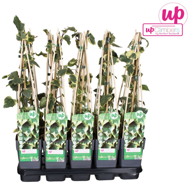 Hedera colchica Dentata Variegata Gartenpflanze 65 cm Topfmaß 15 cm