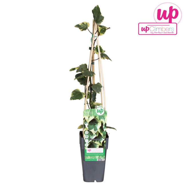 Hedera colchica Dentata Variegata tuinplant 65 cm potmaat 15 cm