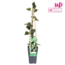 Hedera colchica Dentata Variegata Gartenpflanze 65 cm Topfmaß 15 cm