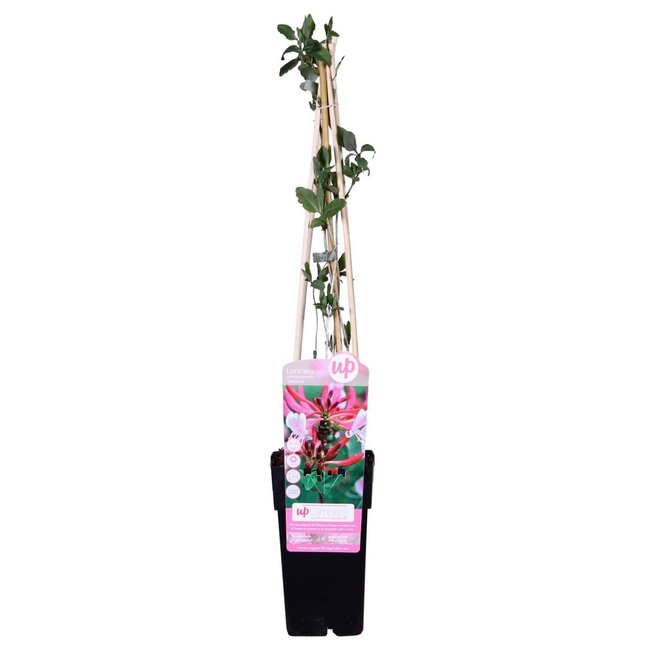 Lonicera periclymenum Serotina Gartenpflanze 65 cm Topfmaß 15 cm