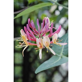 Koning Bamboe Lonicera periclymenum Belgica tuinplant 65 cm