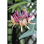 Lonicera periclymenum Belgica tuinplant 65 cm potmaat 15 cm