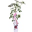 Parthenocissus henryana Chinese Wild Winged tuinplant 65 cm potmaat 15 cm