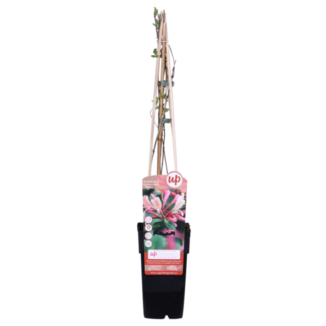 Lonicera periclymenum Belgica garden plant 65 cm pot size 15 cm