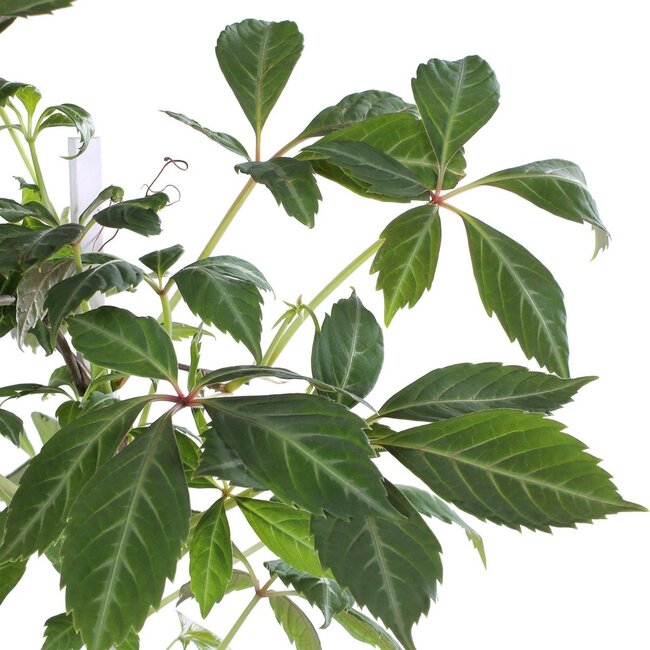 Parthenocissus henryana Chinese Wild Winged Gartenpflanze 65 cm Topfmaß 15 cm