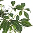 Parthenocissus henryana Chinese Wild Winged garden plant 65 cm pot size 15 cm